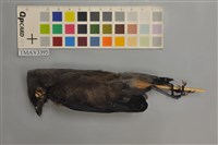 藏品(樹鵲)的圖片